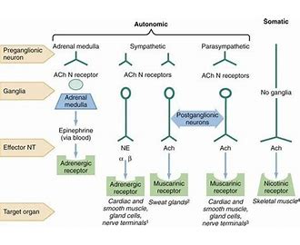 Acetyl Choline Receptor AChR