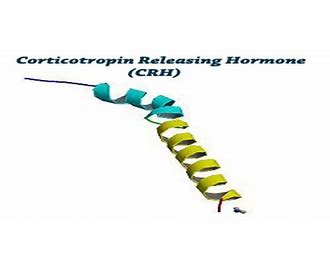 Corticotropin-Releasing Hormone CRH