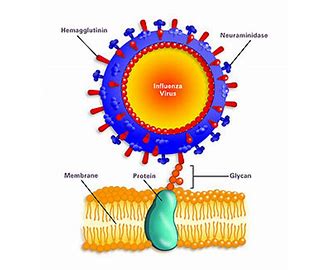 Hemagglutinin type 1 Neuraminidase type 1 H1N1