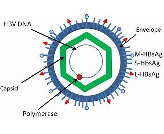 Hepatitis B HB