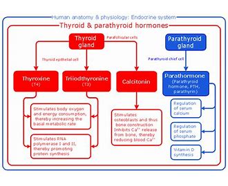 Para Thyroid Hormone PTH