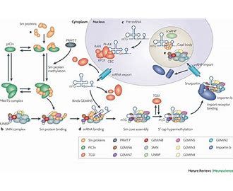 Survival of Motor Neuron 1 SMN1