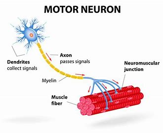 Survival of Motor Neuron 2 SMN2